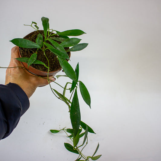 Hoya stoneana IPPS00132 12cm H15cm