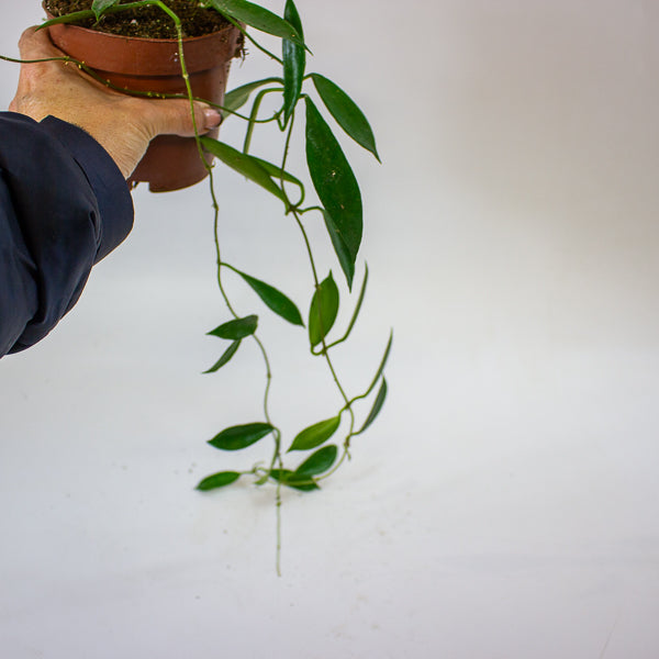 Hoya stoneana IPPS00132 12cm H15cm