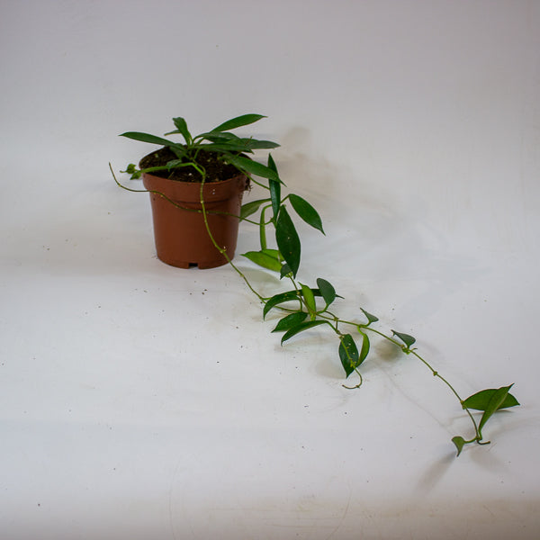 Hoya stoneana IPPS00132 12cm H15cm