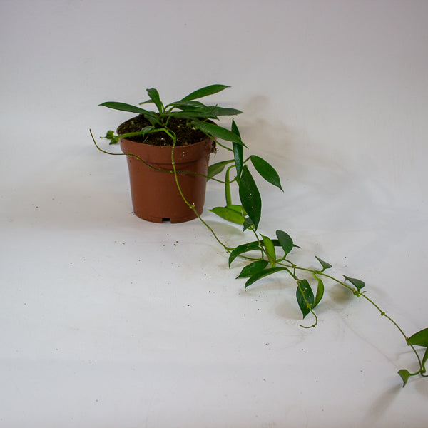 Hoya stoneana IPPS00132 12cm H15cm