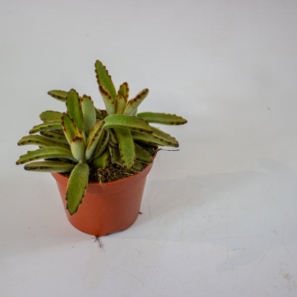 Kalanchoe tomentosa 'Golden Girl' 8.5cm H16cm