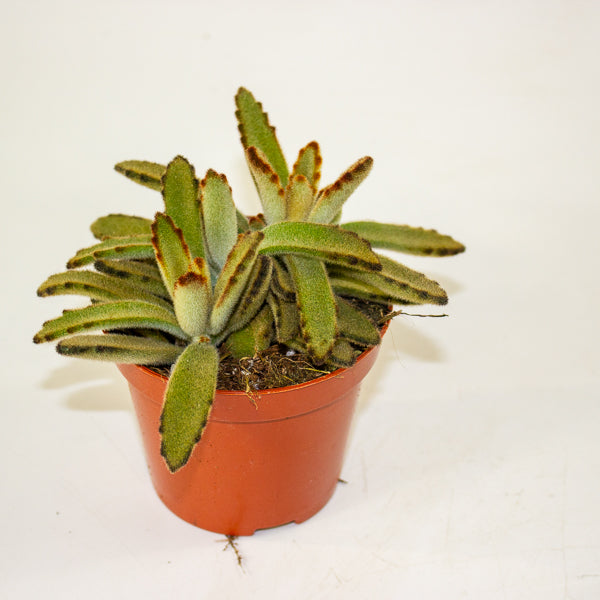Kalanchoe tomentosa 'Golden Girl' 8.5cm H16cm
