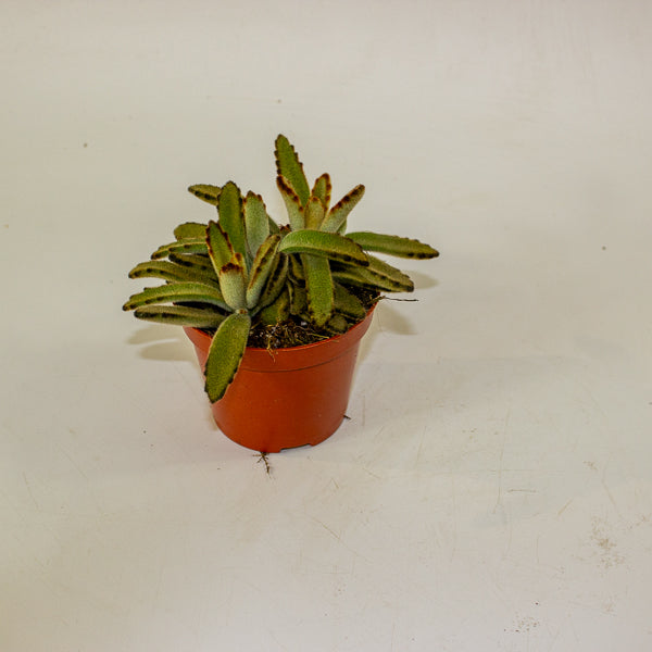 Kalanchoe tomentosa 'Golden Girl' 8.5cm H16cm