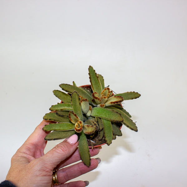 Kalanchoe tomentosa 'Golden Girl' 8.5cm H16cm