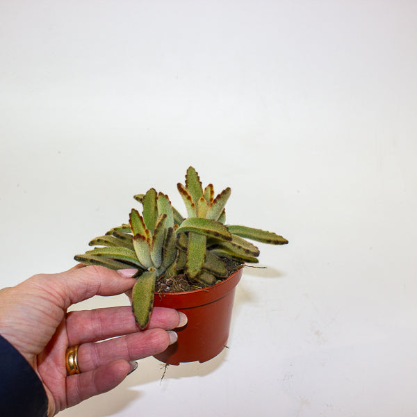 Kalanchoe tomentosa 'Golden Girl' 8.5cm H16cm