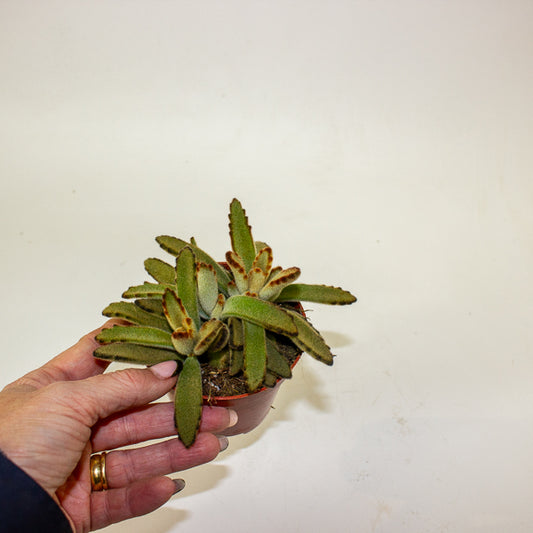 Kalanchoe tomentosa 'Golden Girl' 8.5cm H16cm