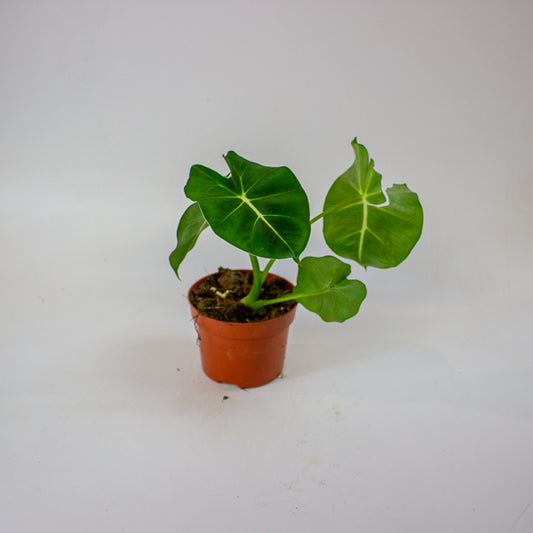 Alocasia micholitziana ROUND TYPE 8cm H10cm