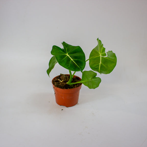 Alocasia micholitziana 'Round Type'