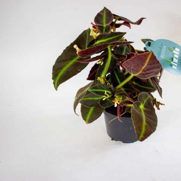 Begonia listada 12cm H25cm