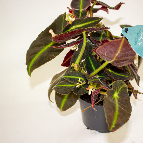 Begonia listada 12cm H25cm