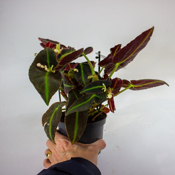 Begonia listada 12cm H25cm