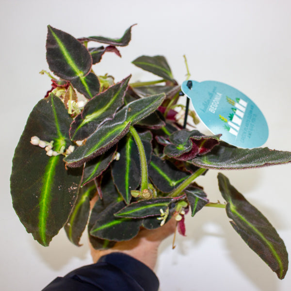 Begonia listada 12cm H25cm