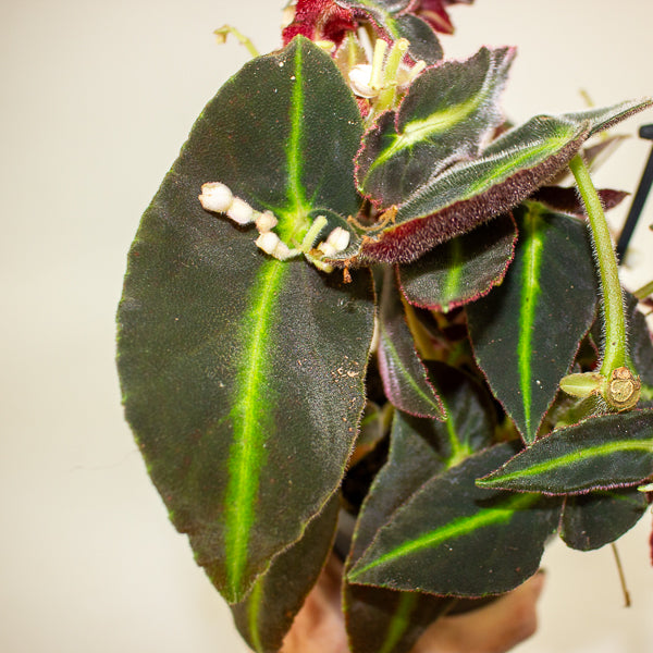 Begonia listada 12cm H25cm