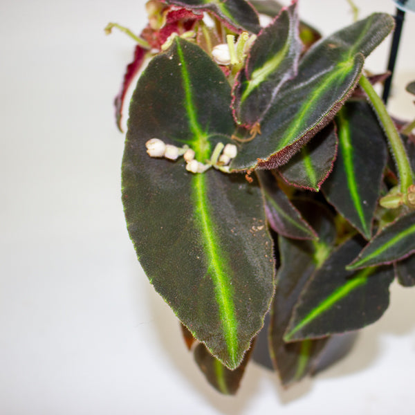 Begonia listada 12cm H25cm