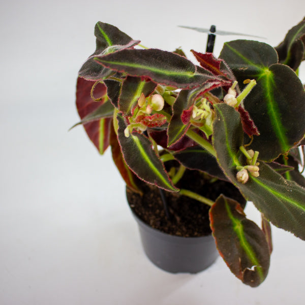 Begonia listada 12cm H25cm