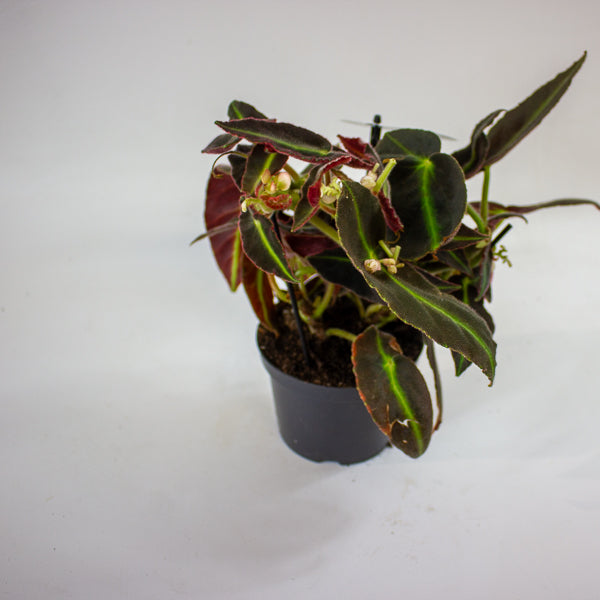 Begonia listada 12cm H25cm