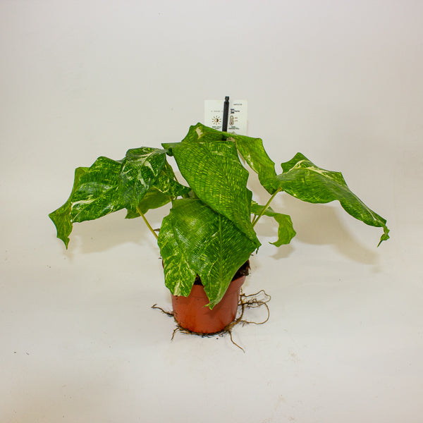 Calathea musaica 'Variegata' 10.5cm H15cm