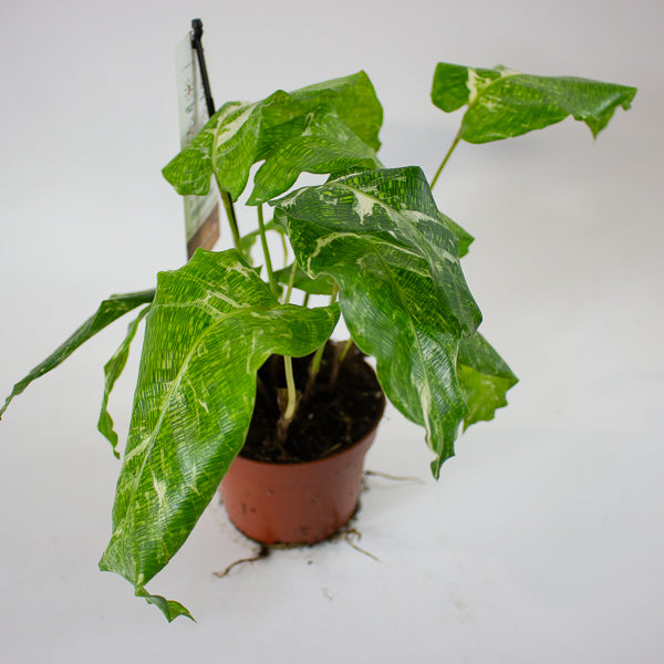 Calathea musaica 'Variegata' 10.5cm H15cm