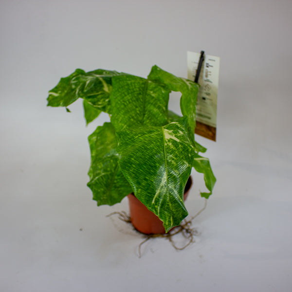 Calathea musaica 'Variegata' 10.5cm H15cm