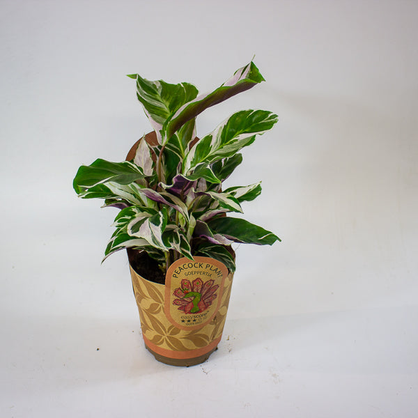 Calathea 'White Miracle' 11cm H25cm