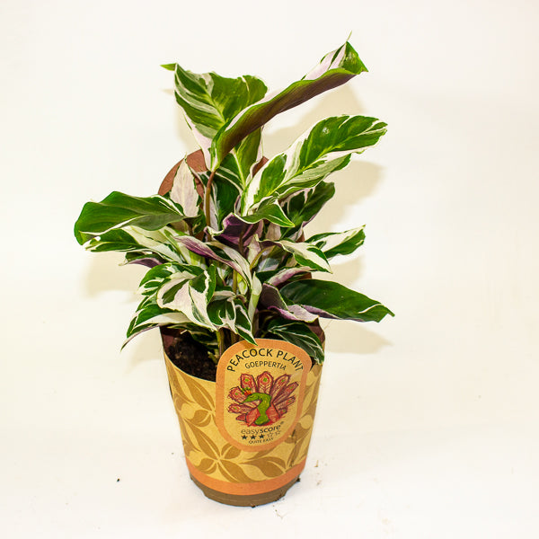 Calathea 'White Miracle' 11cm H25cm