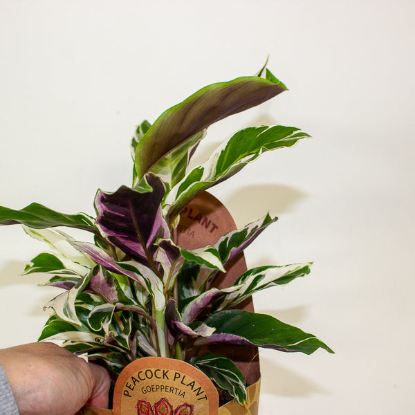 Calathea 'White Miracle' 11cm H25cm