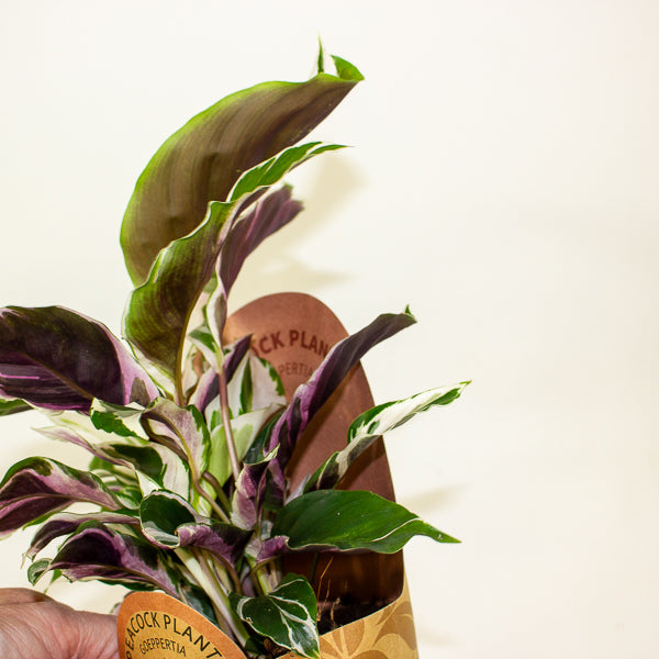 Calathea 'White Miracle' 11cm H25cm