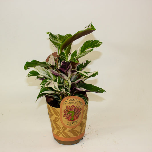 Calathea 'White Miracle' 11cm H25cm