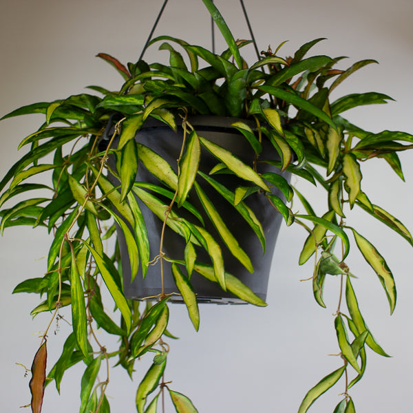 Hoya wayetii 'Tricolor' 19cm H30cm