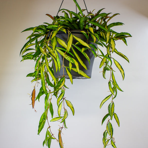 Hoya wayetii 'Tricolor' 19cm H30cm