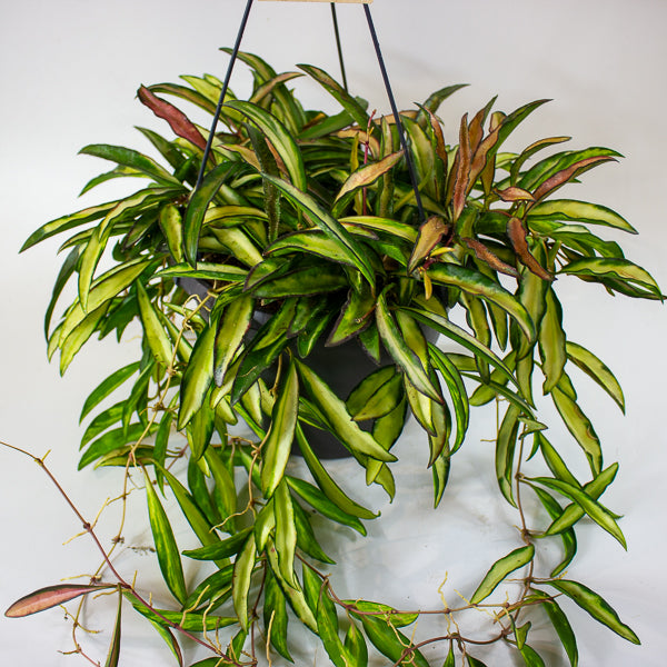 Hoya wayetii 'Tricolor' 19cm H30cm