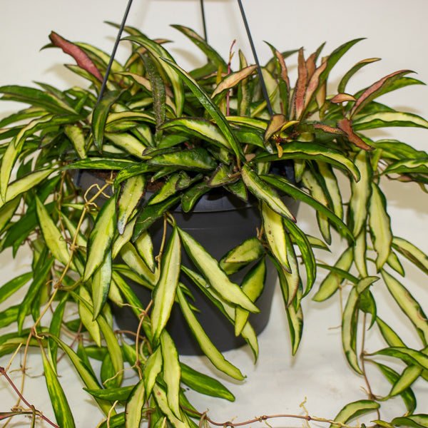 Hoya wayetii 'Tricolor' 19cm H30cm