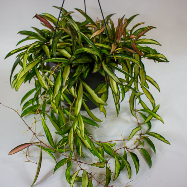 Hoya wayetii 'Tricolor' 19cm H30cm