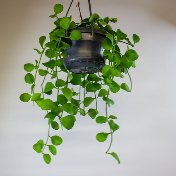 Dischidia imbricata 14cm H40cm