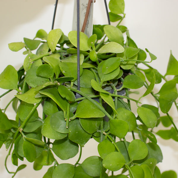 Dischidia imbricata 14cm H40cm