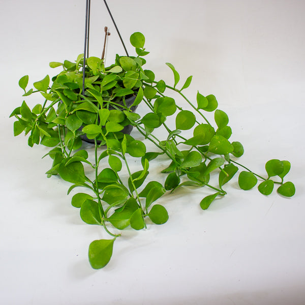 Dischidia imbricata 14cm H40cm