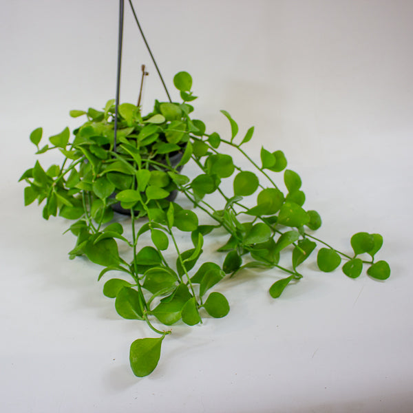 Dischidia imbricata 14cm H40cm