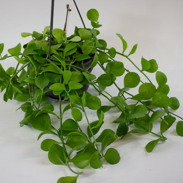 Dischidia imbricata 14cm H40cm