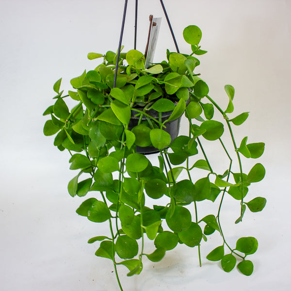 Dischidia imbricata 14cm H40cm