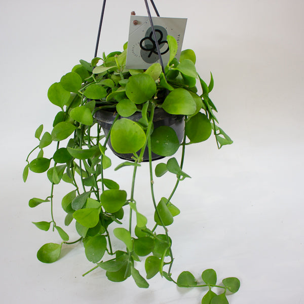 Dischidia imbricata 14cm H40cm