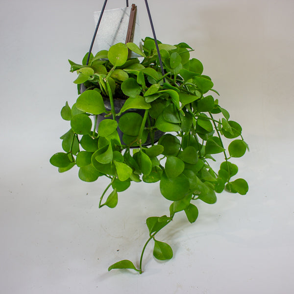 Dischidia imbricata 14cm H40cm