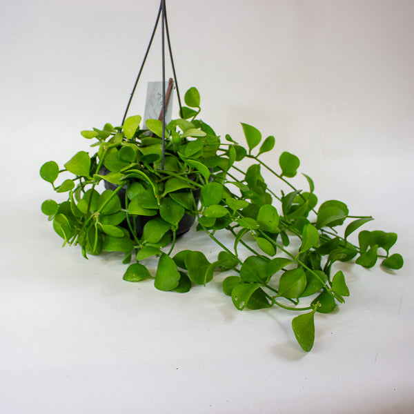 Dischidia imbricata 14cm H40cm