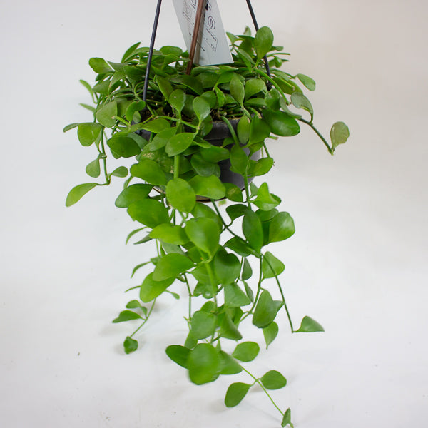 Dischidia imbricata 14cm H40cm