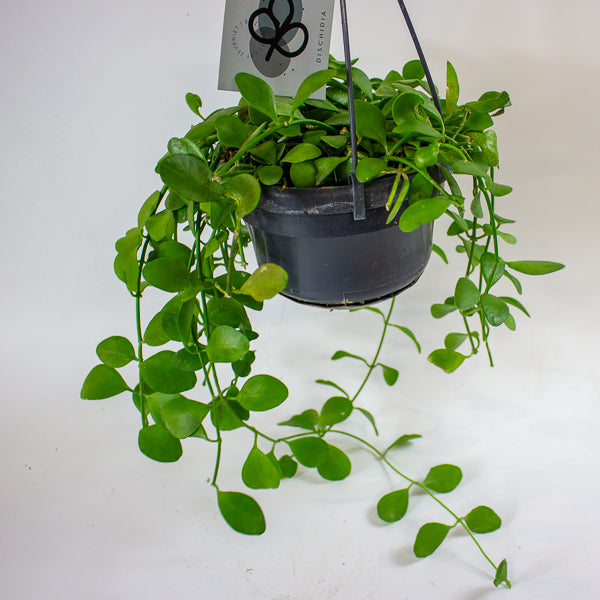 Dischidia imbricata 14cm H40cm