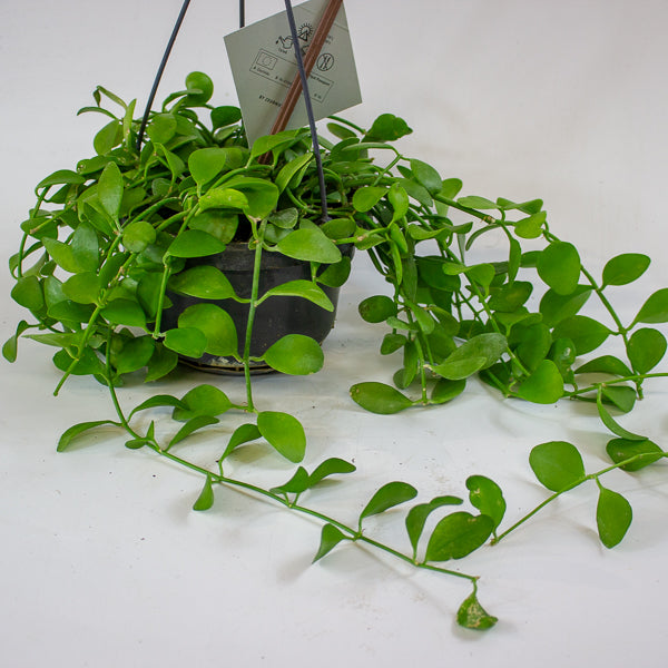 Dischidia imbricata 14cm H40cm