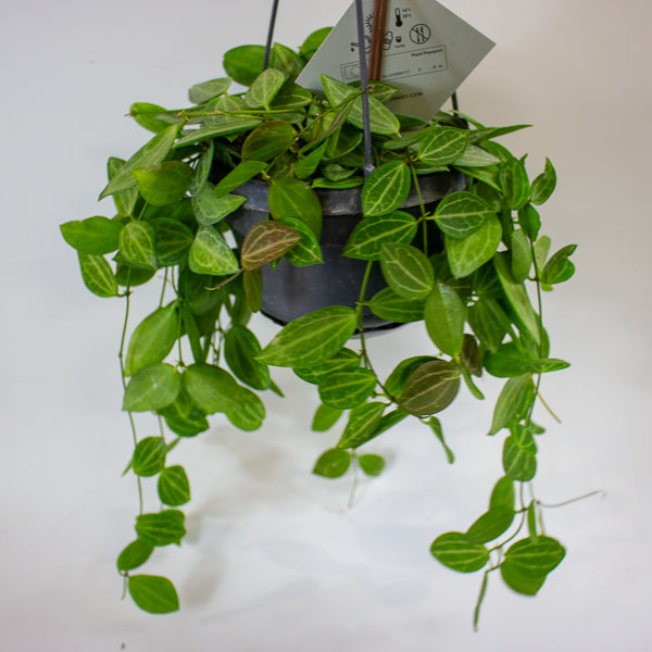 Dischidia MIX 14cm H40cm