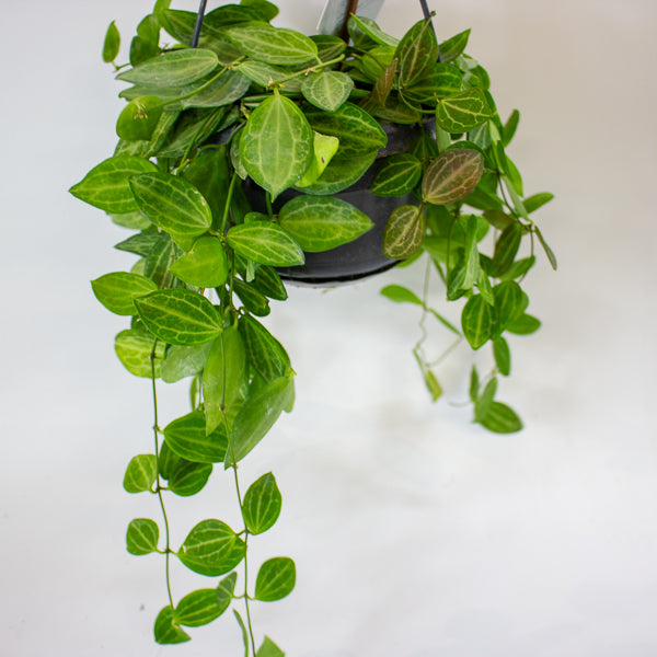 Dischidia MIX 14cm H40cm