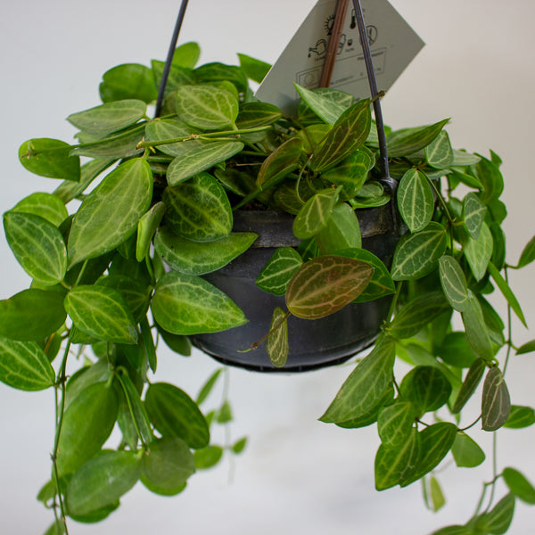 Dischidia MIX 14cm H40cm