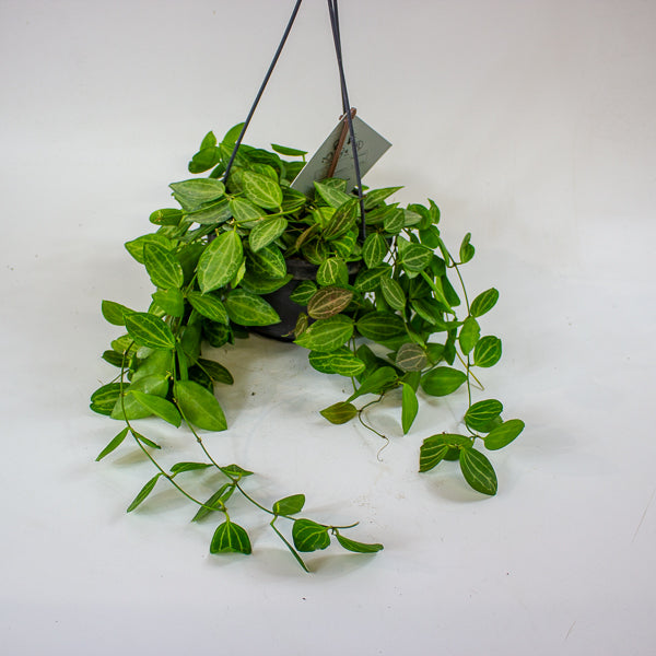 Dischidia MIX 14cm H40cm