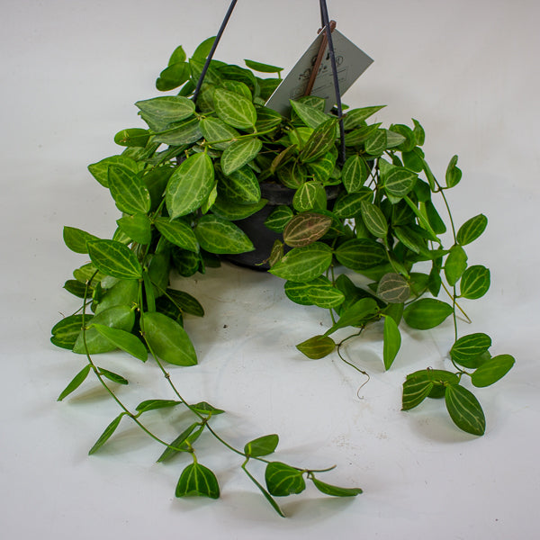 Dischidia MIX 14cm H40cm